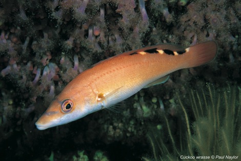 Cuckoo wrasse